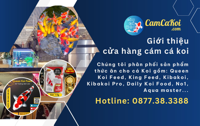 Cua hang cam ca koi chinh hieu