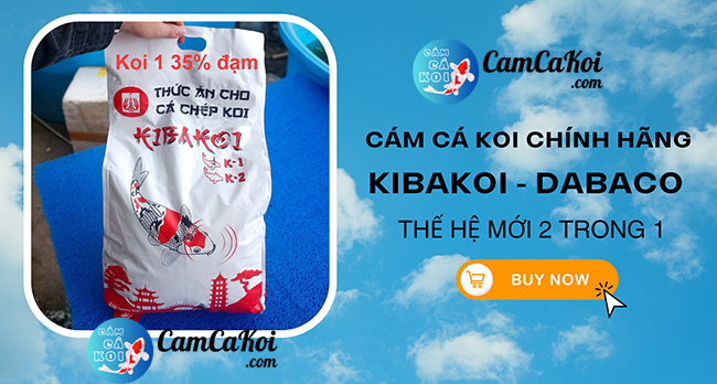 Cam ca koi Kibakoi the he moi