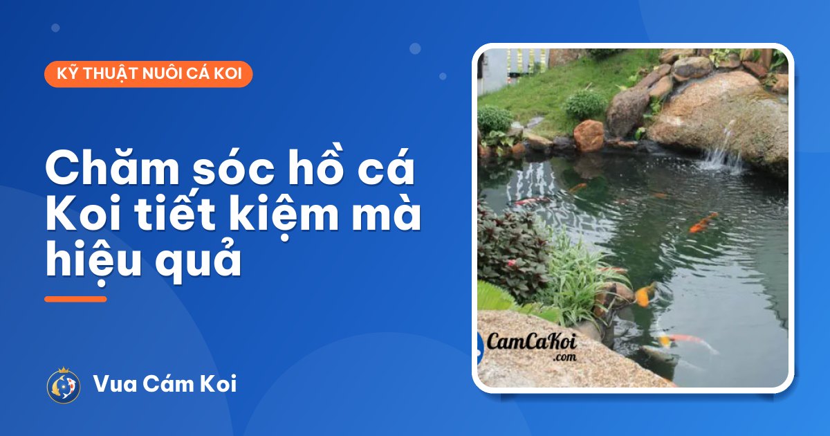 Cách chăm sóc hồ cá Koi tiết kiệm mà hiệu quả