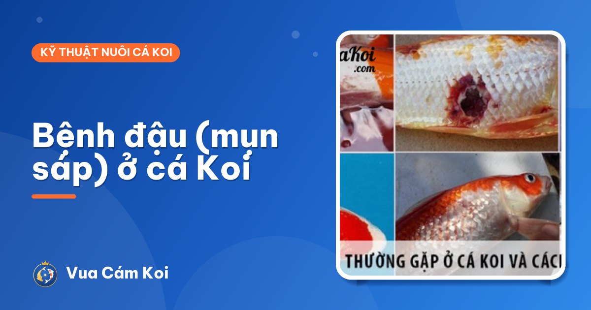 Bệnh đậu (mụn sáp) ở cá Koi: có nguy hiểm không?