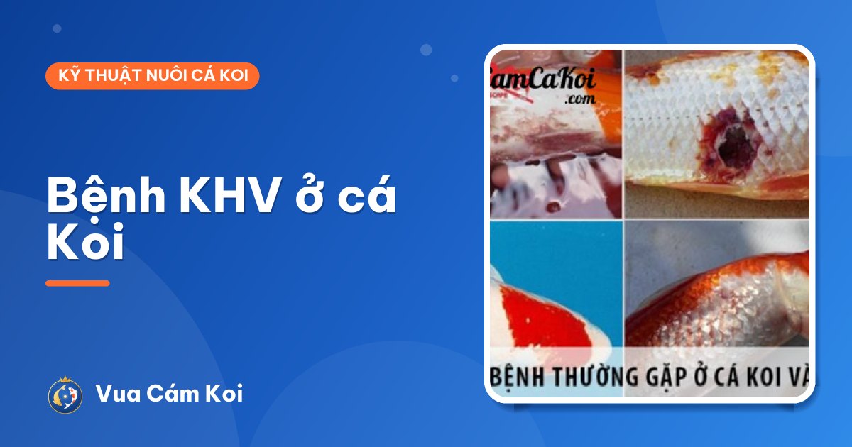Bệnh KHV ở cá Koi: nhận biết, phòng ngừa và làm gì khi nghi nhiễm
