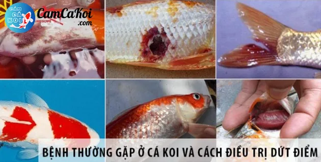 Cá Koi bị bệnh ngoài da, vết loét trên thân