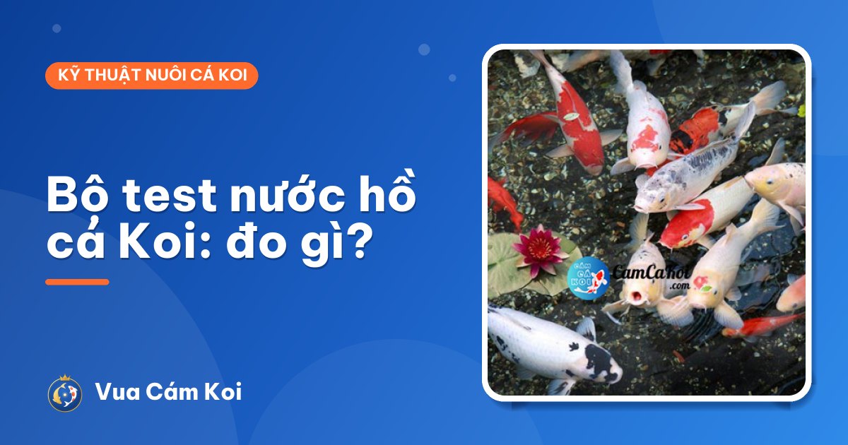 Bộ test nước hồ cá Koi: đo gì, đo khi nào, đọc kết quả ra sao?