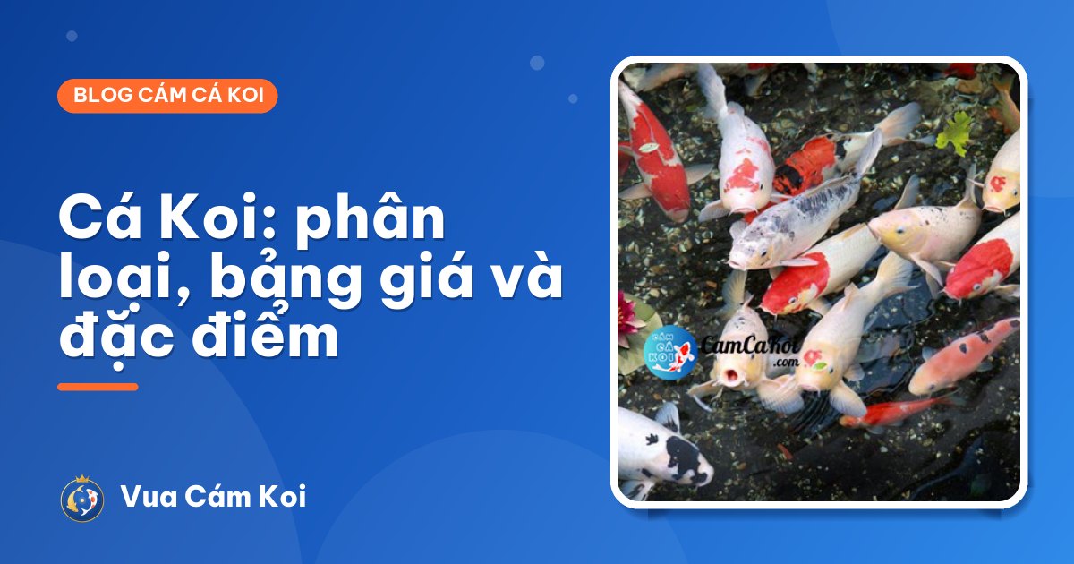 Cá chép Koi: phân loại các dòng, bảng giá tham khảo và đặc điểm