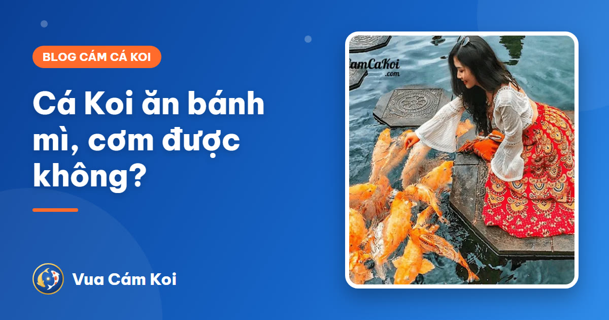 Cá Koi ăn bánh mì, cơm, thịt được không? Món nên và không nên cho ăn
