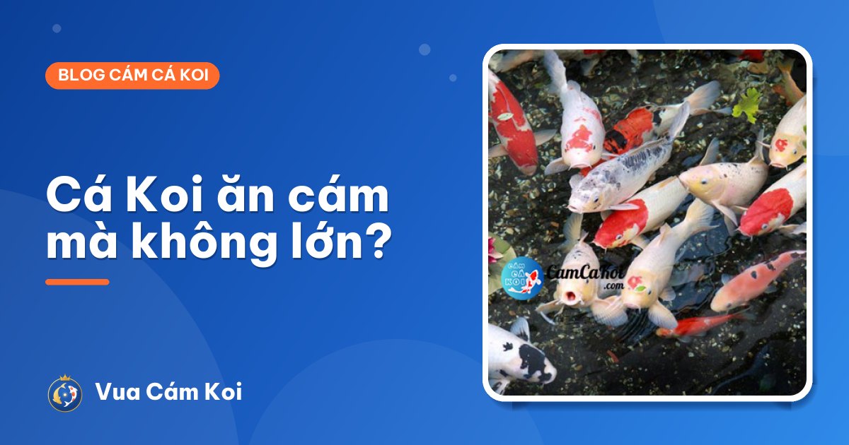 Cá Koi ăn cám mà không lớn: 7 nguyên nhân và cách khắc phục
