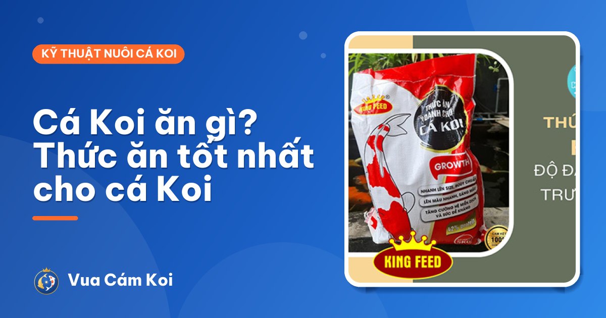 Cá Koi ăn gì? Thức ăn tốt nhất cho cá Koi và những thứ không nên cho ăn