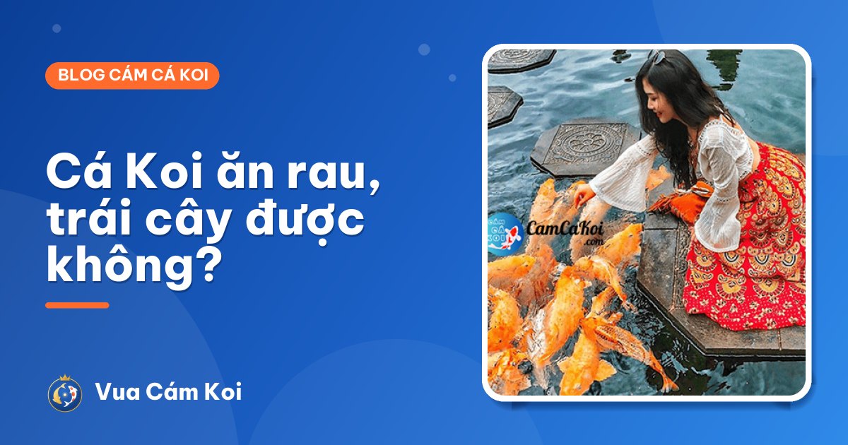 Cá Koi ăn dưa hấu, rau, trái cây được không?