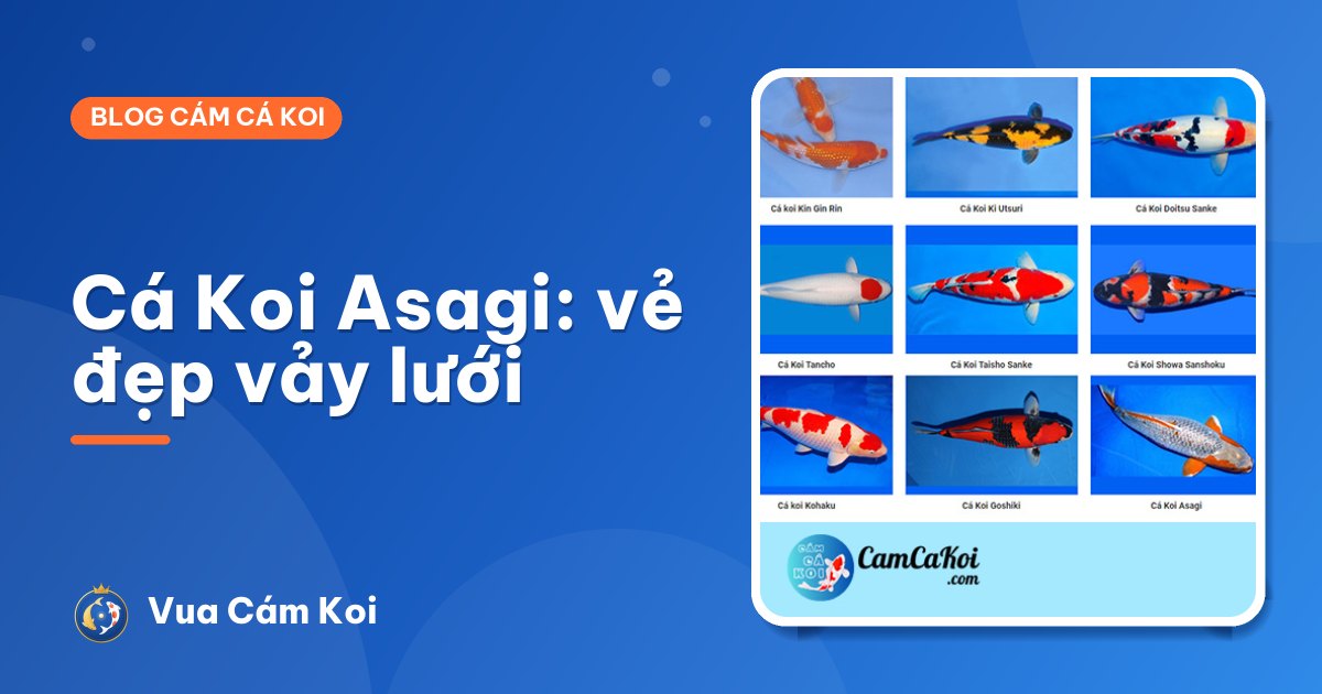 Cá Koi Asagi: đặc điểm, vẻ đẹp vảy lưới và cách nuôi