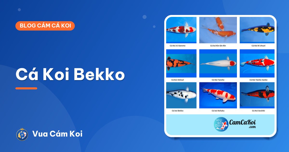 Cá Koi Bekko: đặc điểm, các loại và cách chọn