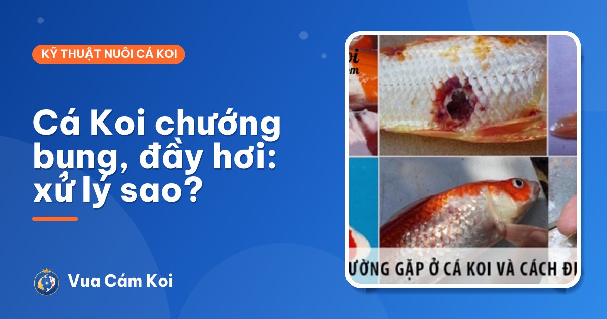 Cá Koi bị chướng bụng, đầy hơi sau khi ăn: xử lý thế nào?