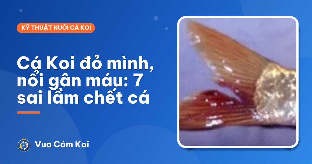 Cá Koi bị đỏ mình, nổi gân máu: nguyên nhân và 7 sai lầm khiến cá chết