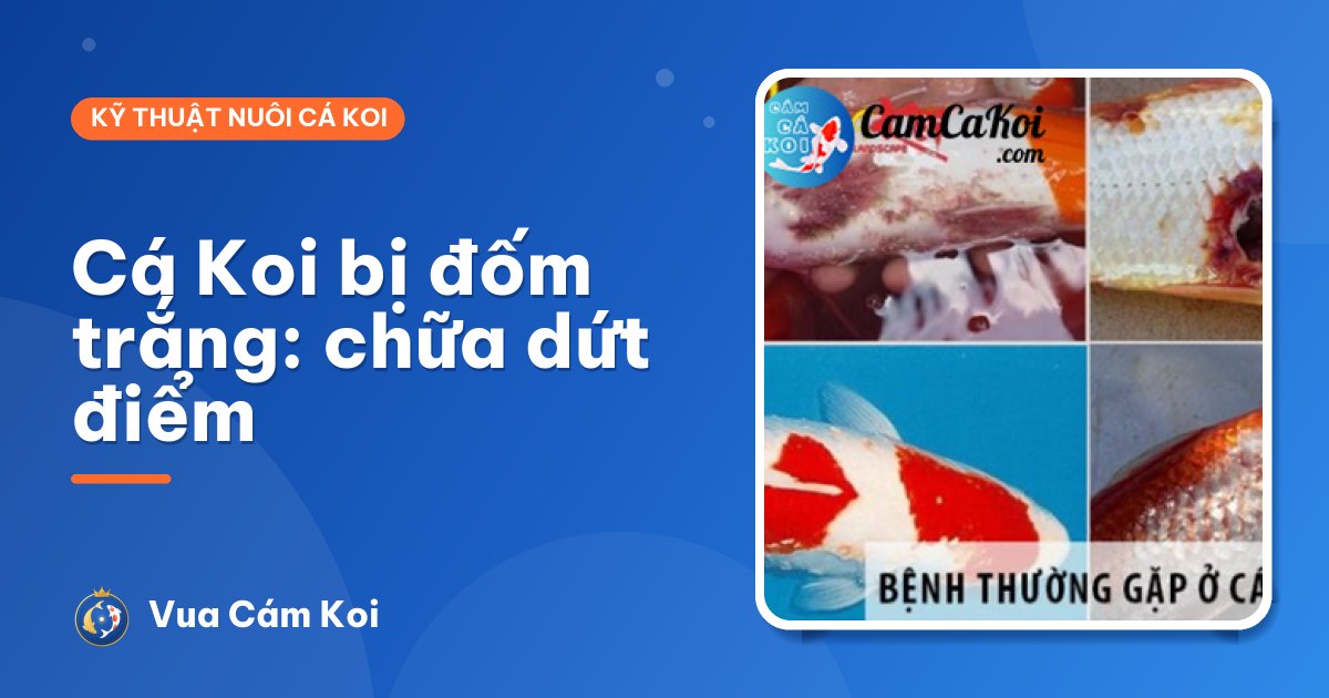 Cá Koi bị đốm trắng: nhận biết và chữa dứt điểm