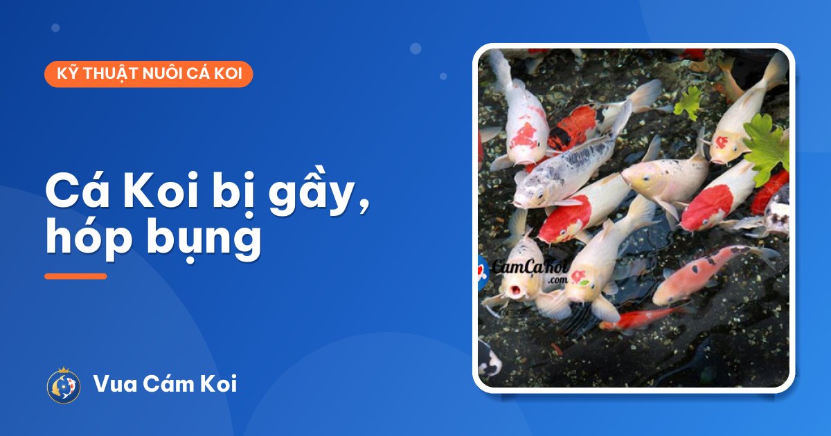 Cá Koi bị gầy, hóp bụng: nguyên nhân và cách giúp cá lên cân