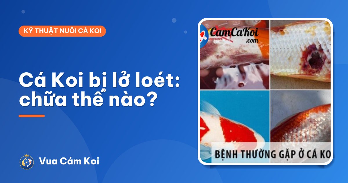 Cá Koi bị lở loét: cách chữa và chăm cho vết loét mau lành
