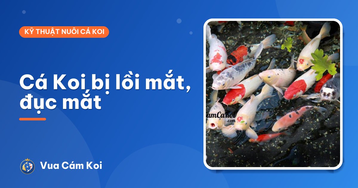 Cá Koi bị lồi mắt, đục mắt: nguyên nhân và cách chữa