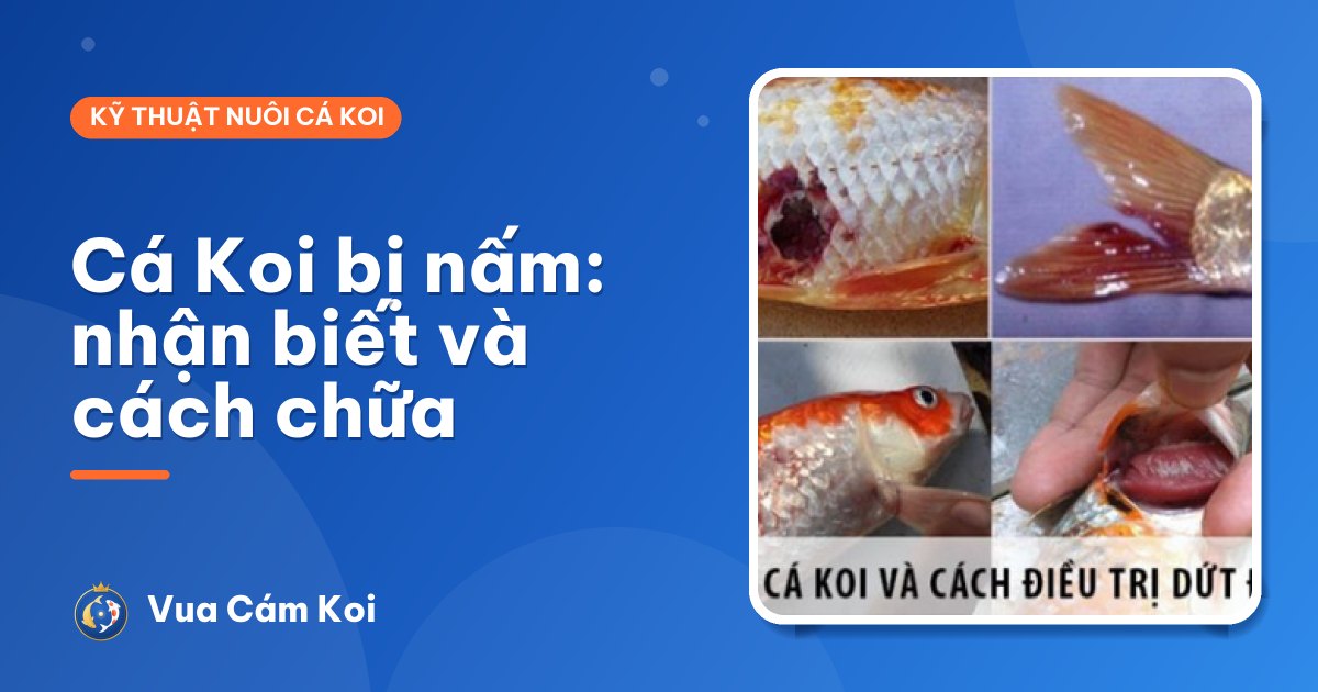 Cá Koi bị nấm: nhận biết đúng bệnh và cách chữa từng bước