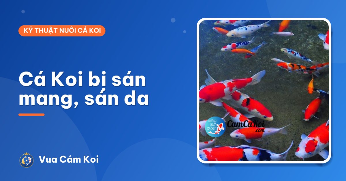 Cá Koi bị sán mang, sán da: dấu hiệu và cách xử lý