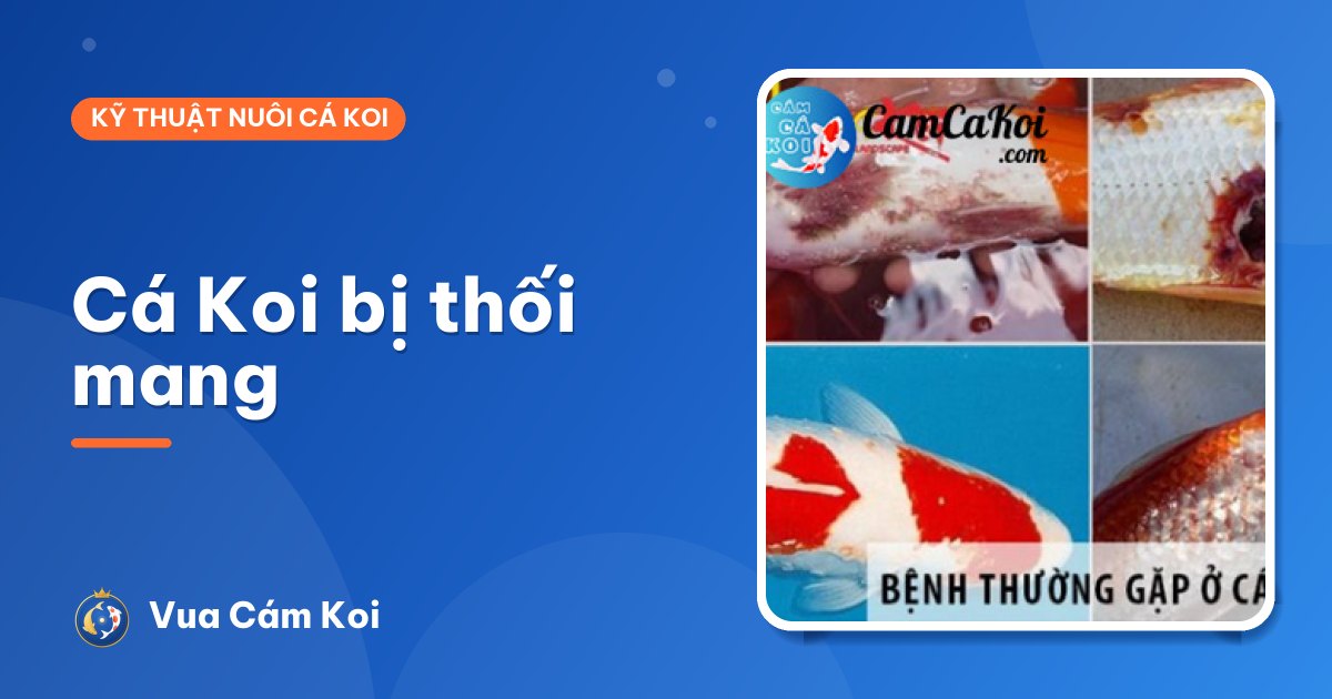 Cá Koi bị thối mang: dấu hiệu và cách xử lý khẩn