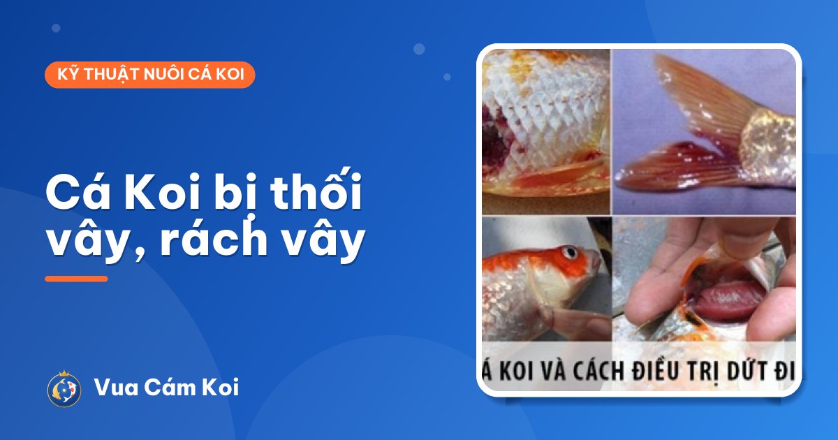 Cá Koi bị thối vây, rách vây: nguyên nhân và cách chữa