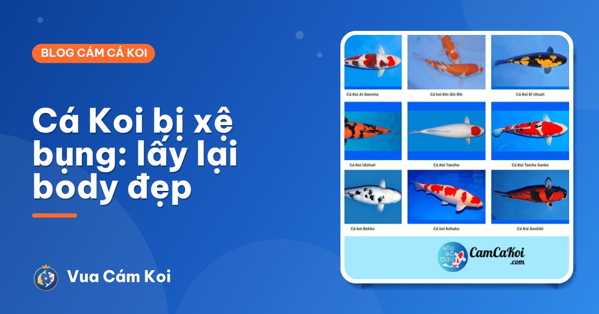 Cá Koi bị xệ bụng, béo bụng: nguyên nhân và cách lấy lại body đẹp