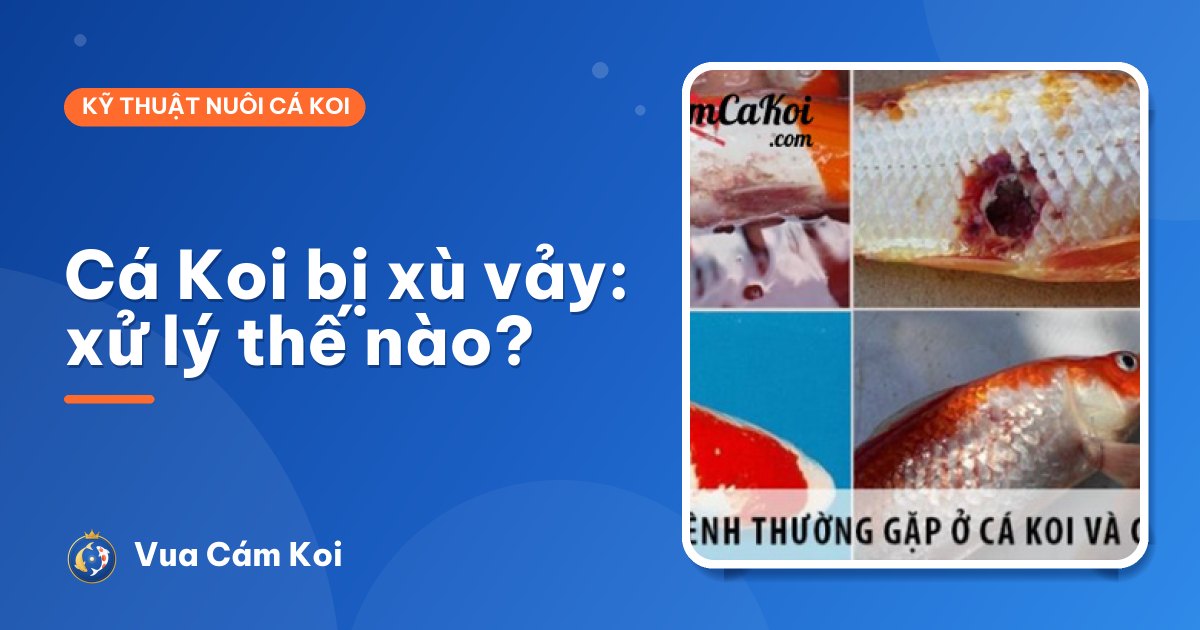 Cá Koi bị xù vảy: nhận biết sớm và cách xử lý
