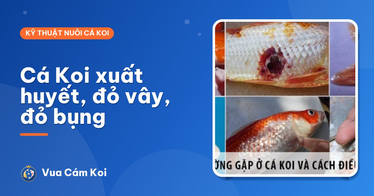 Cá Koi bị xuất huyết, đỏ vây, đỏ bụng: nguyên nhân và cách xử lý
