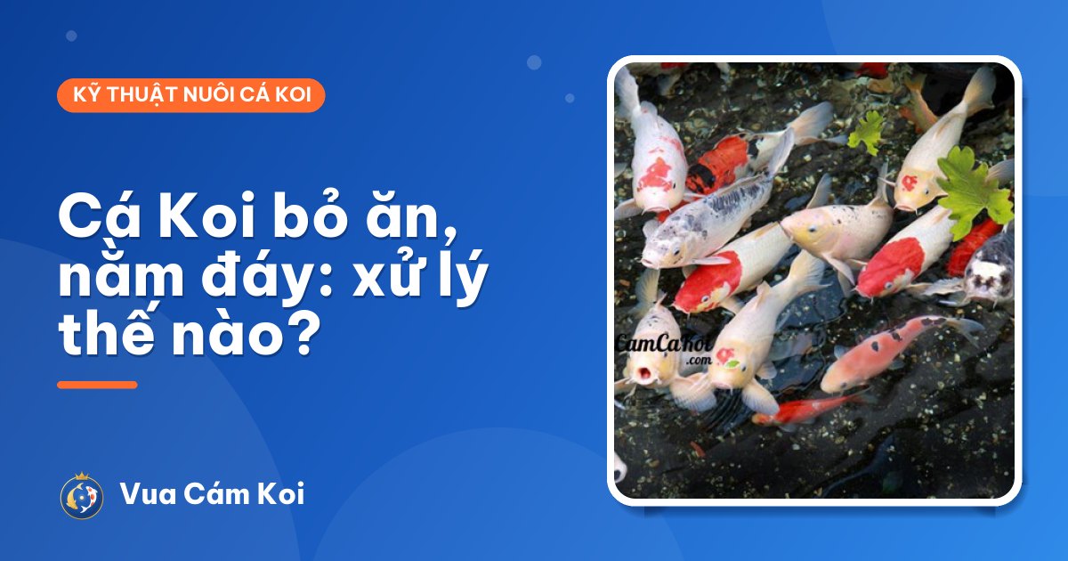 Cá Koi bỏ ăn, nằm đáy: nguyên nhân và cách xử lý từng bước