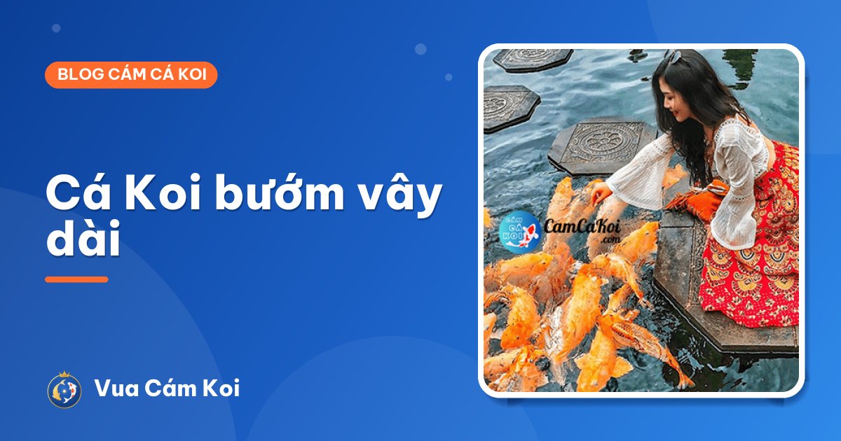 Cá Koi bướm (Koi vây dài): đặc điểm, cách chọn và nuôi
