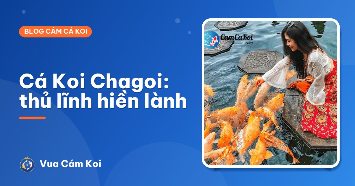 Cá Koi Chagoi: "thủ lĩnh hiền lành" của hồ Koi