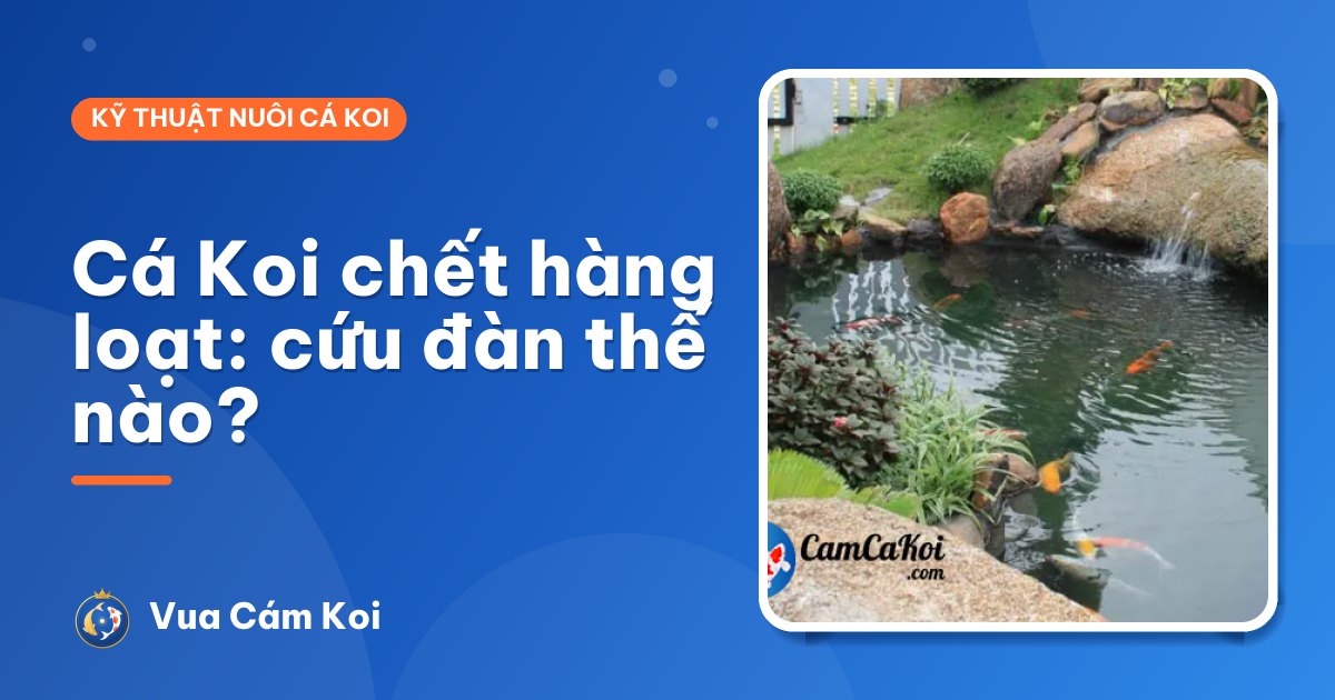 Cá Koi chết hàng loạt: nguyên nhân và cách cứu đàn cá còn lại