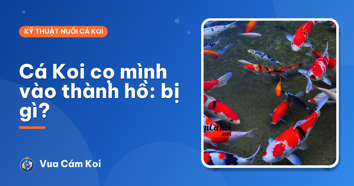 Cá Koi cọ mình vào thành hồ là bị gì? Cách xử lý từng nguyên nhân
