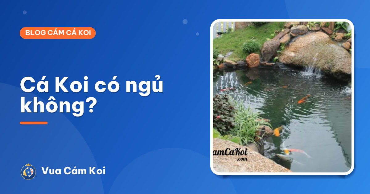 Cá Koi có ngủ không? Hành vi ban đêm và những điều thú vị