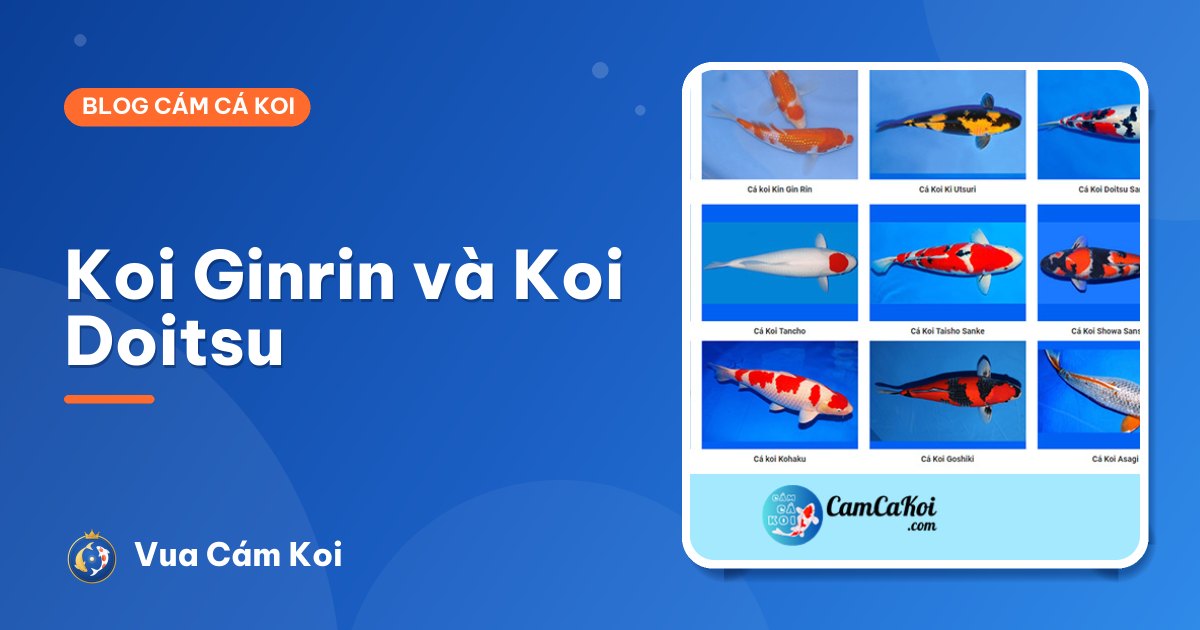 Koi Ginrin và Koi Doitsu: vảy kim tuyến và cá không vảy
