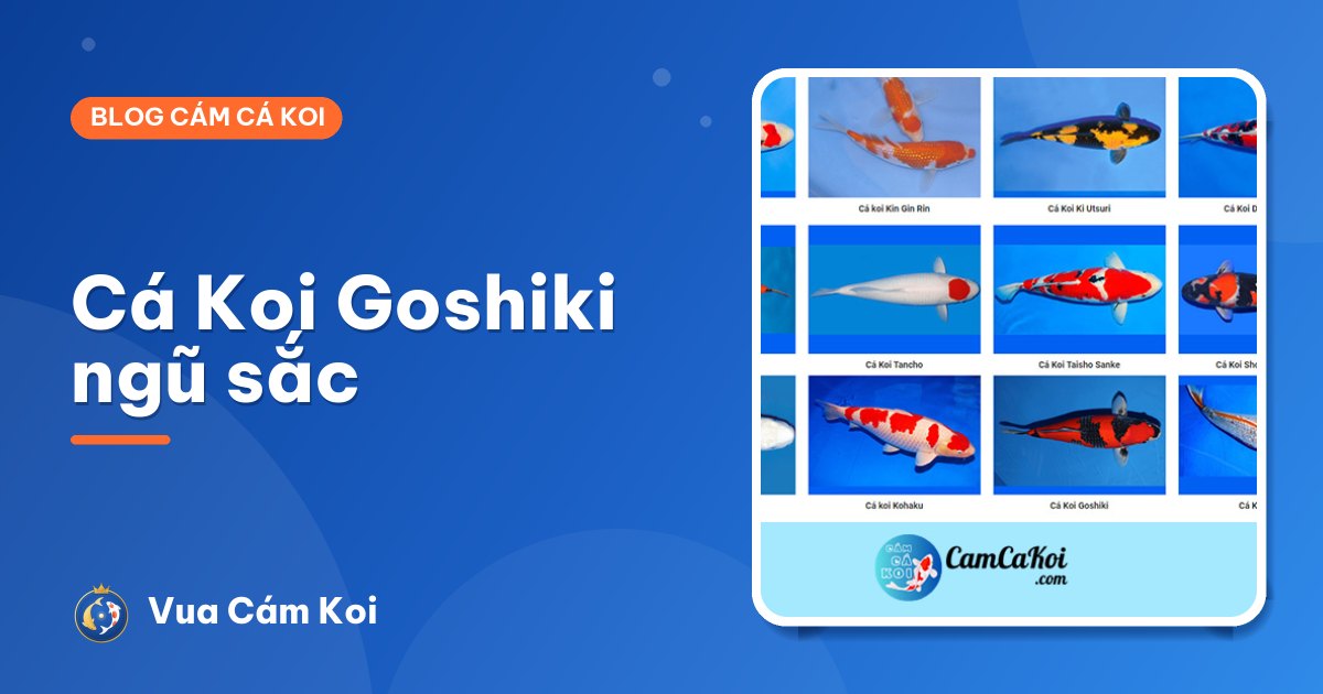 Cá Koi Goshiki: "ngũ sắc" và cách nhận biết cá đẹp