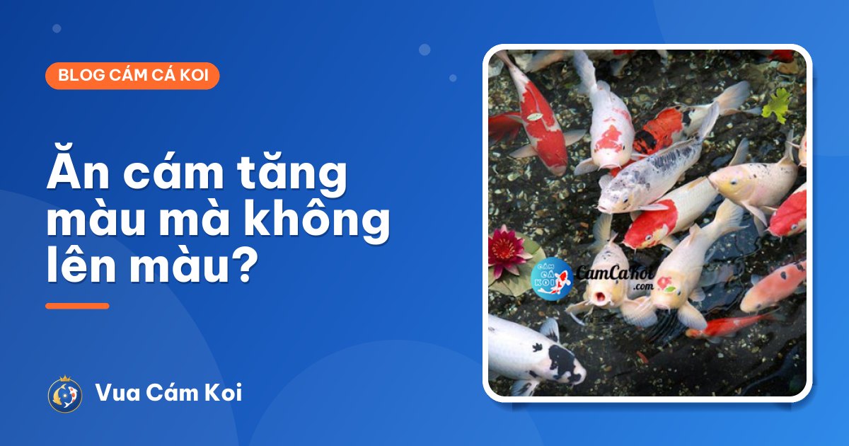 Cá Koi ăn cám tăng màu mà không lên màu: vì sao?