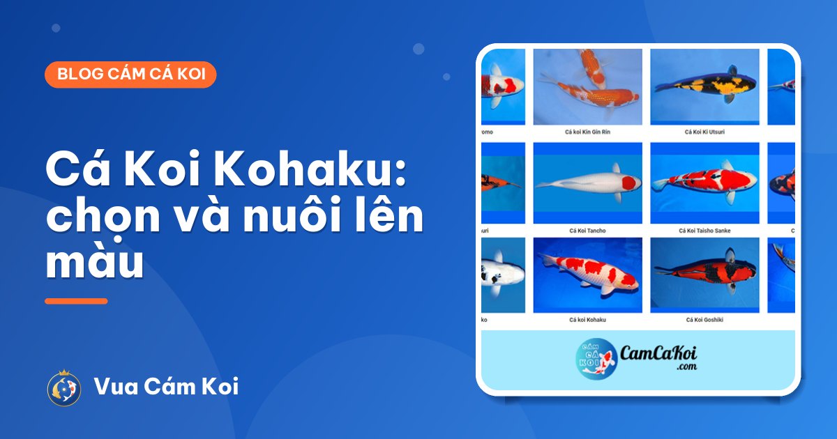 Cá Koi Kohaku: đặc điểm, cách chọn và nuôi lên màu đẹp