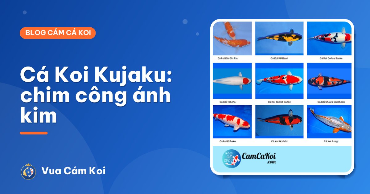 Cá Koi Kujaku: "chim công" ánh kim của hồ Koi