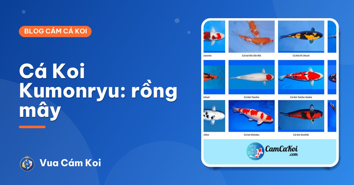 Cá Koi Kumonryu: "rồng mây" đổi màu theo mùa