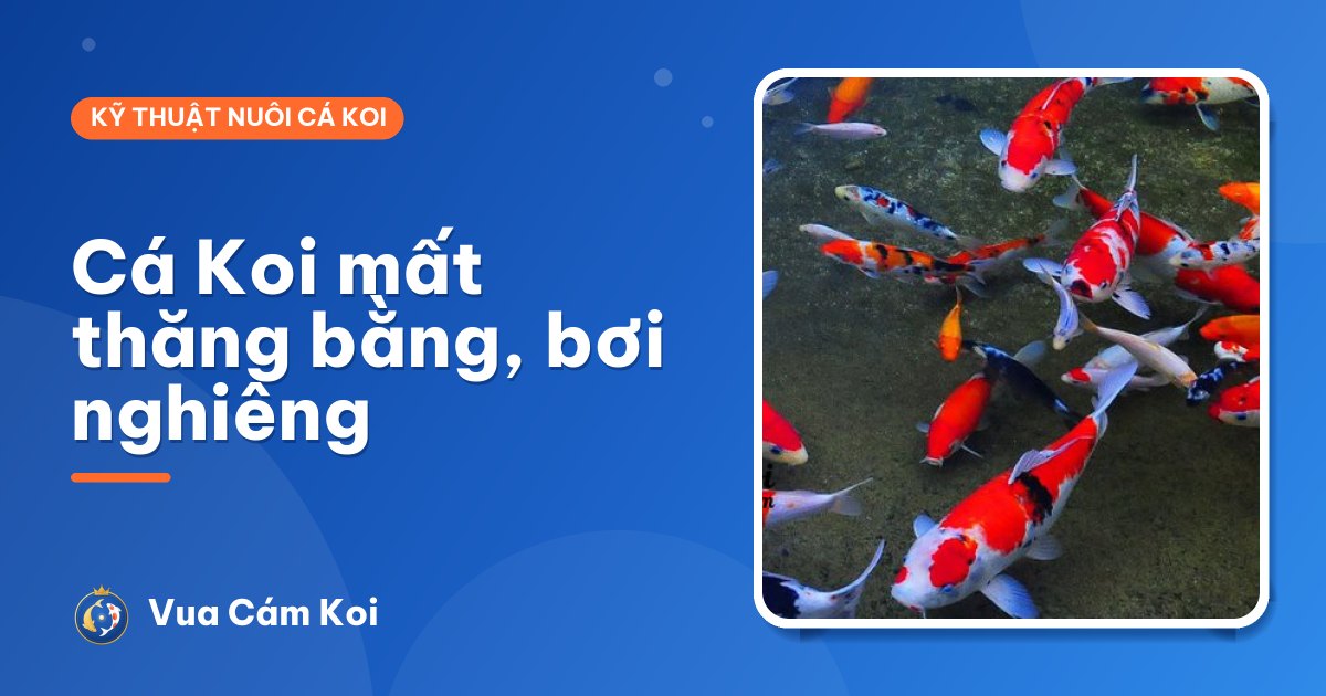 Cá Koi mất thăng bằng, bơi nghiêng, lộn ngược: nguyên nhân và cách xử lý