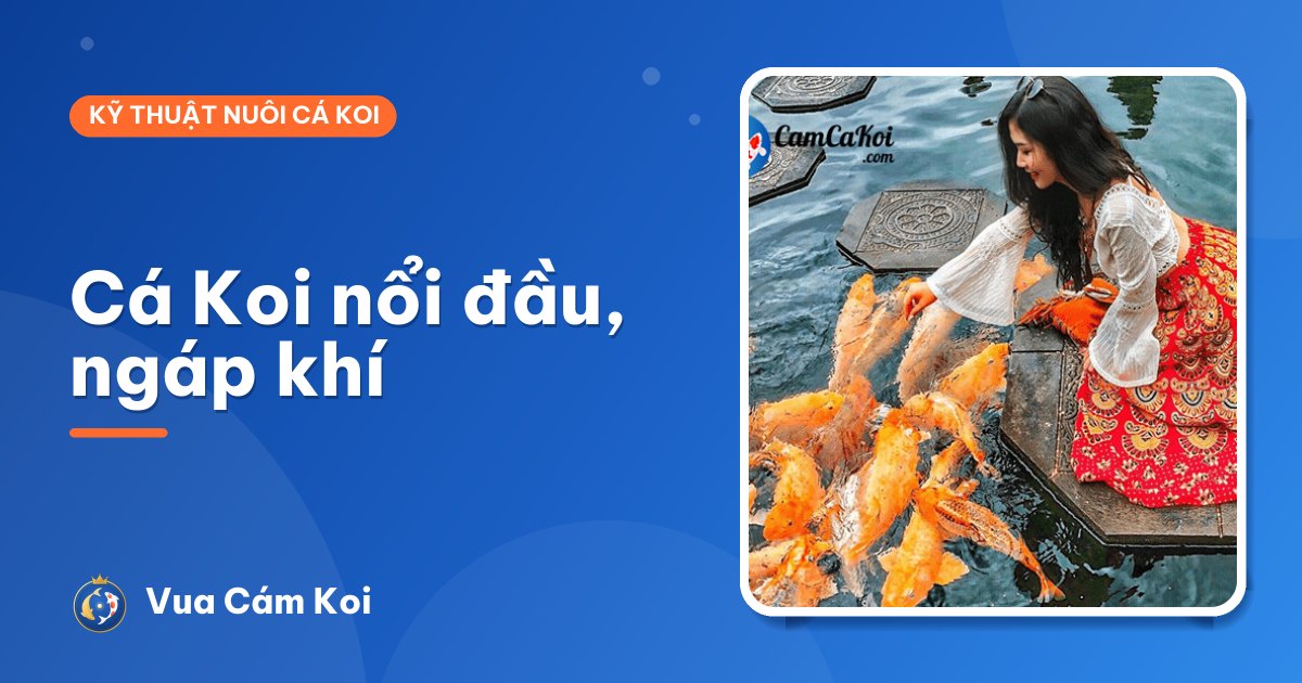 Cá Koi nổi đầu, ngáp khí trên mặt nước: xử lý ngay thế nào?