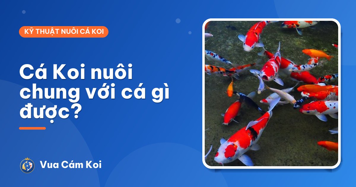 Cá Koi nuôi chung với cá gì được? Danh sách nên và không nên