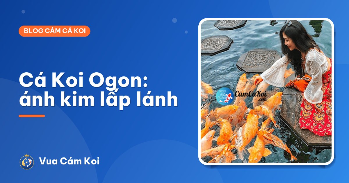 Cá Koi Ogon (Koi ánh kim): đặc điểm, các màu và cách nuôi