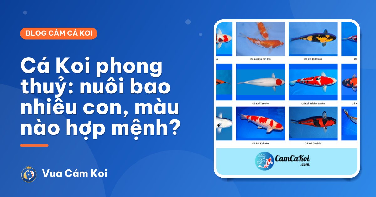 Cá Koi phong thuỷ: ý nghĩa, nên nuôi bao nhiêu con, màu nào hợp mệnh?