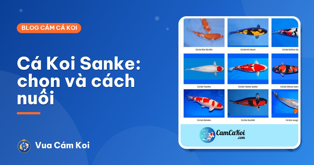 Cá Koi Sanke (Taisho Sanke): đặc điểm, cách chọn và nuôi