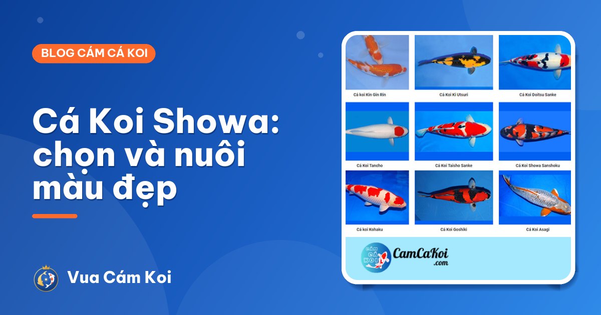 Cá Koi Showa: đặc điểm, cách chọn và nuôi cho màu đen đậm
