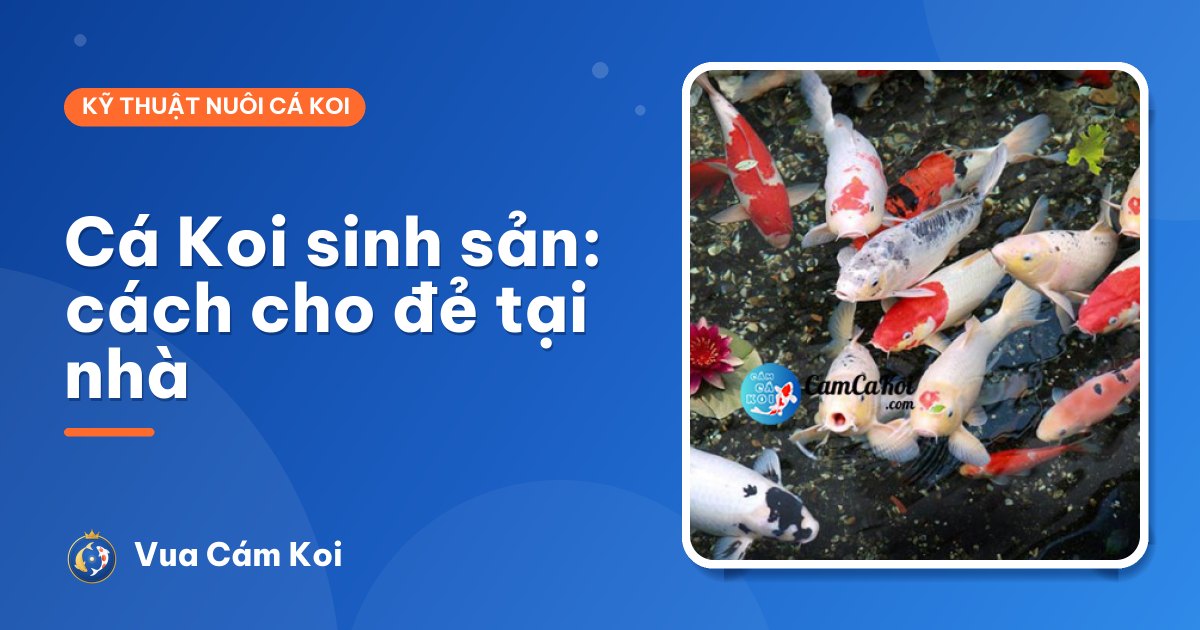 Cá Koi sinh sản: dấu hiệu, cách cho đẻ và chăm trứng nở