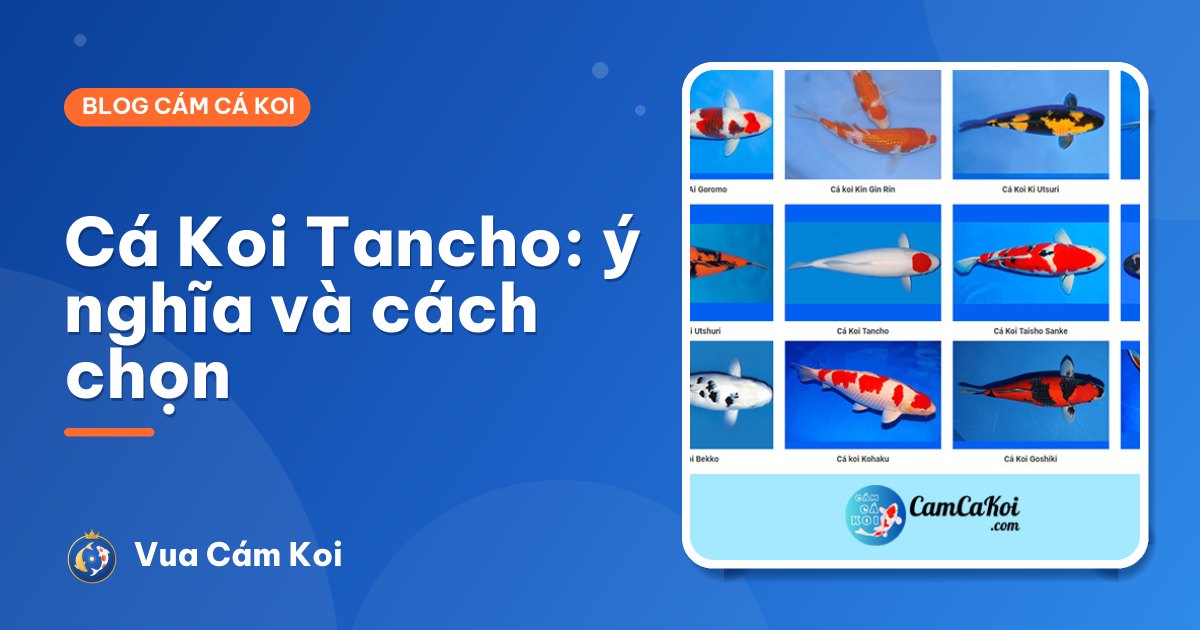 Cá Koi Tancho: đặc điểm, ý nghĩa và cách chọn cá đẹp