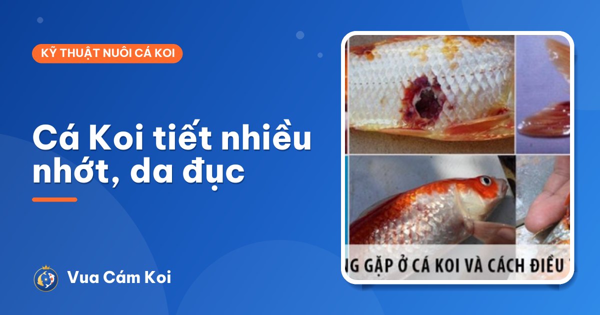 Cá Koi tiết nhiều nhớt, da mờ đục: nguyên nhân và cách xử lý