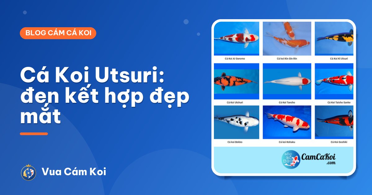 Cá Koi Utsuri: Shiro, Hi, Ki Utsuri – vẻ đẹp đen kết hợp